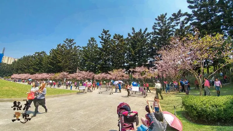 中正紀念堂櫻花花況3月28日拍攝|中正紀念堂賞櫻地圖|原生櫻花區-大漁櫻-山櫻花-重瓣緋寒櫻