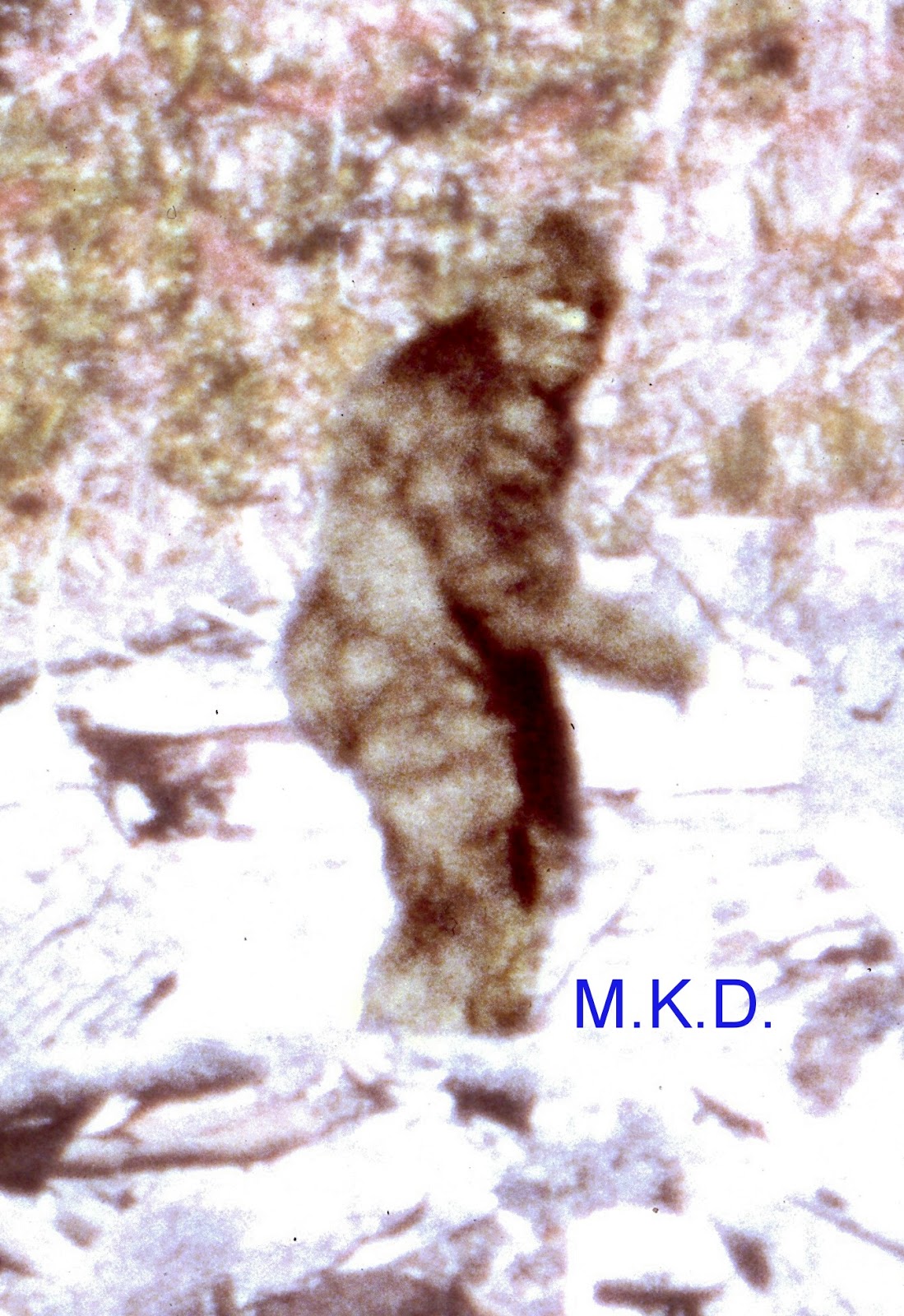 Yetiamerican The Patterson Bigfoot Film Frame 61 364 350 362 yetiamerican-the-patterson-bigfoot-film-frame-61-364-350-362