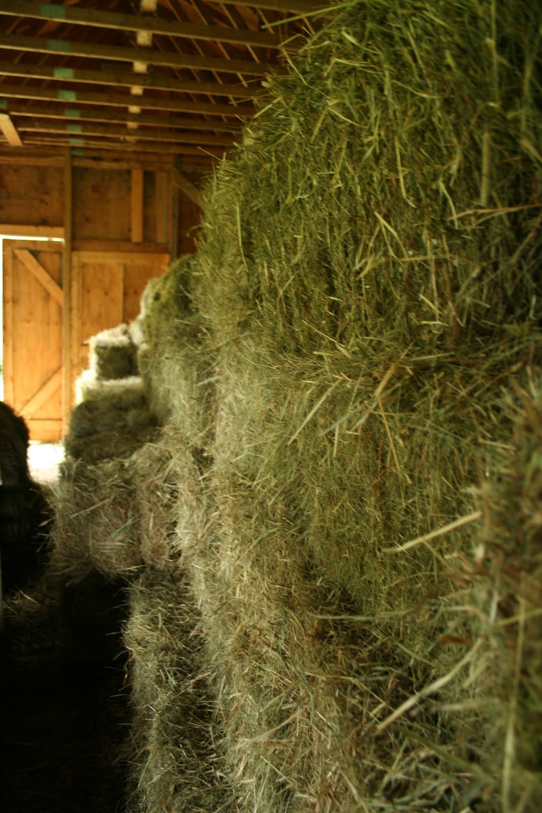 Rock Island Farm, Orono, Maine Mulch hay