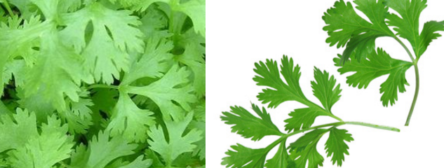 Coriander (Dhaniya) Herb Name in different Indian languages (regional)