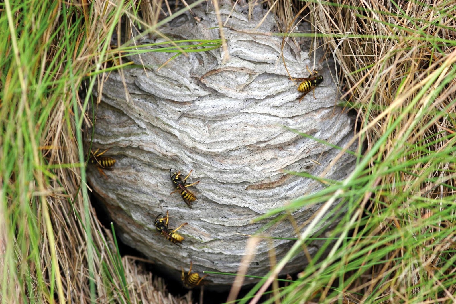 Wasps visit pollinator gardens
