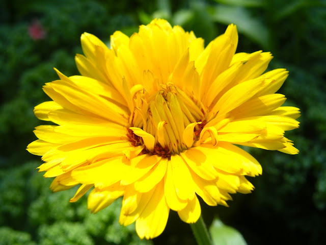 sunny yellow calendula bloom