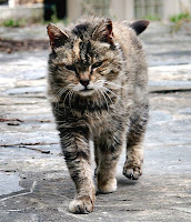 A grumpy-looking feral tomcat