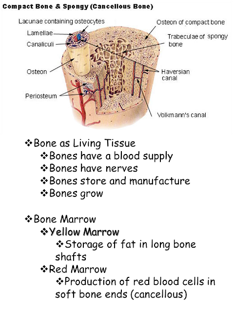 EXAMS AND ME : Haversian Canal System