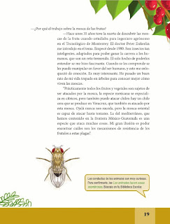 Apoyo Primaria Español Lecturas 6to Grado Estoy enamorado de las moscas de la fruta; son fascinantes: Ramón Aluja