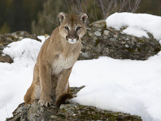 lion mountain wildlife animal animals lions facts few cougar hd wallpapers desktop information