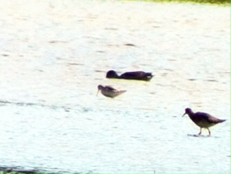 Wilson's Phalarope - Vange Marsh, Essex