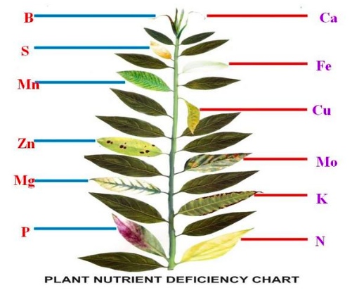 Cannabis Nutrient Deficiency Chart