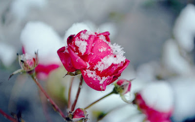 Snow on Rose Widescreen wallpaper