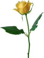 Large_Yellow_Rose_PNG_Clipart.png
