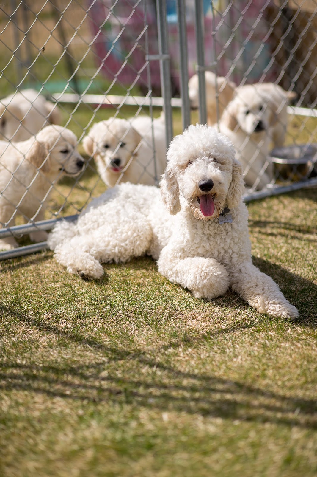 Toodles Doodles Golden Doodles And Irish Doodles Meet The Parents