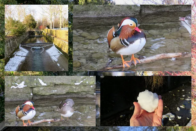 Birds in Switzerland - Mandarin ducks on Hornbach in Zurich