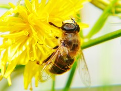Livres d'Apiculture Abeille qui butine