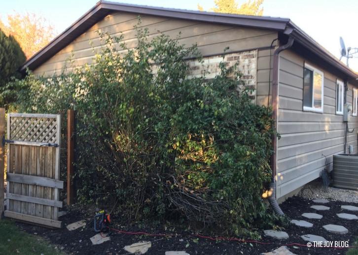 Who Plants Bushes in Front of A Window? THE JOY BLOG