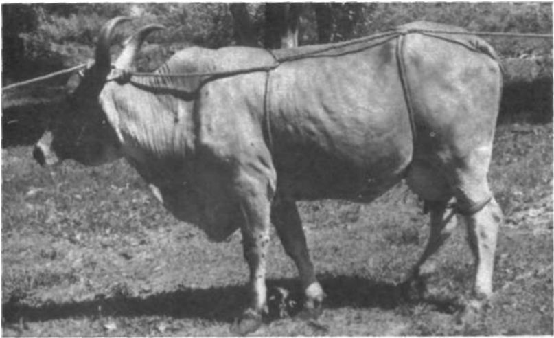 Fig. 1.12 Derrubamento de bovinos pelo método de Rueff, mais empregado em animais fêmeas com chifres metodo-rueff-derrubamento-contencao-bovinos