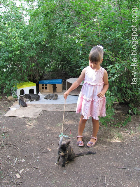 котята домик из коробки