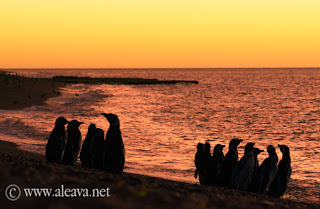 Atardeceres de Península Valdés - Pingüinos a contraluz