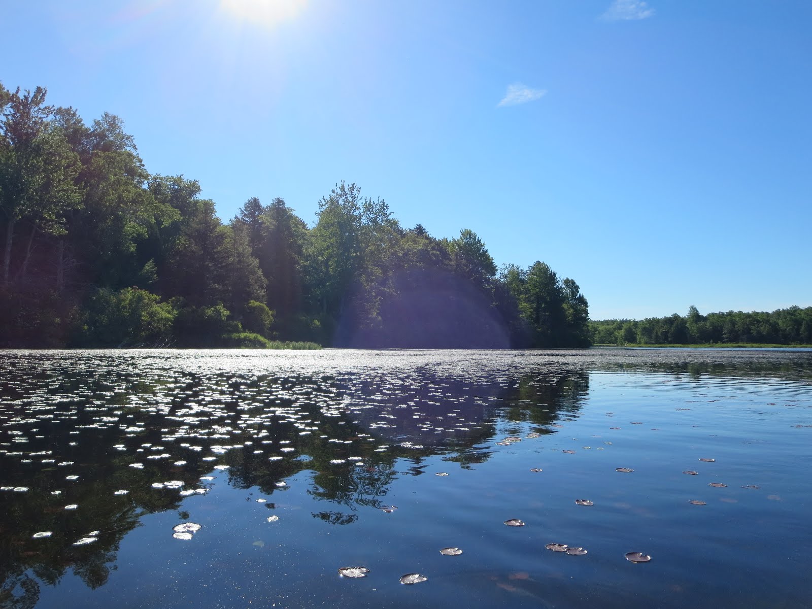 Valhallaoven's Travel log Savoy Mountain Bog Pond