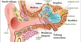 5 Gejala Berbahaya Bagi Telinga ~ intellection