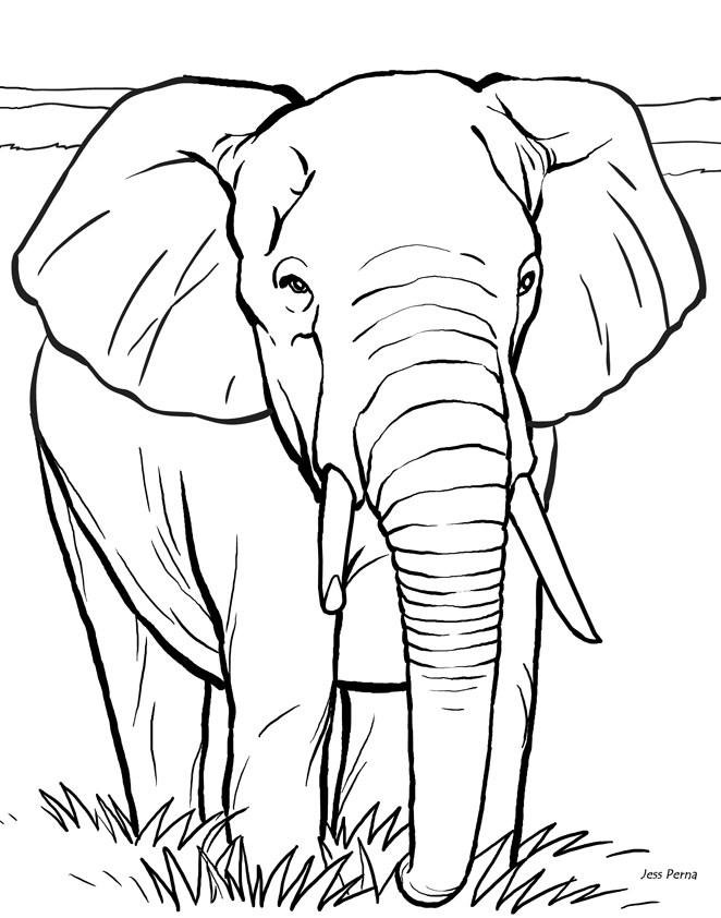 transmissionpress: 14 Elephant Coloring Pages for Kids