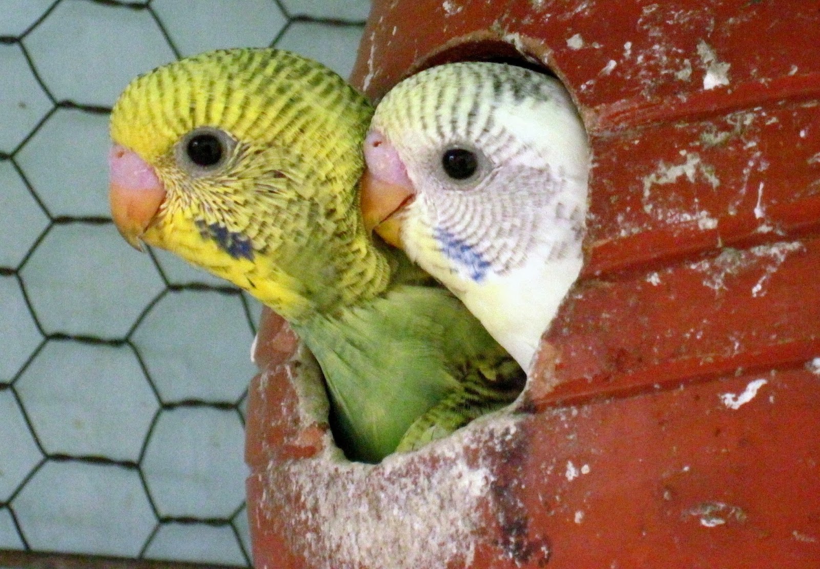 How Many Eggs does a Budgie Lay Bird Baron