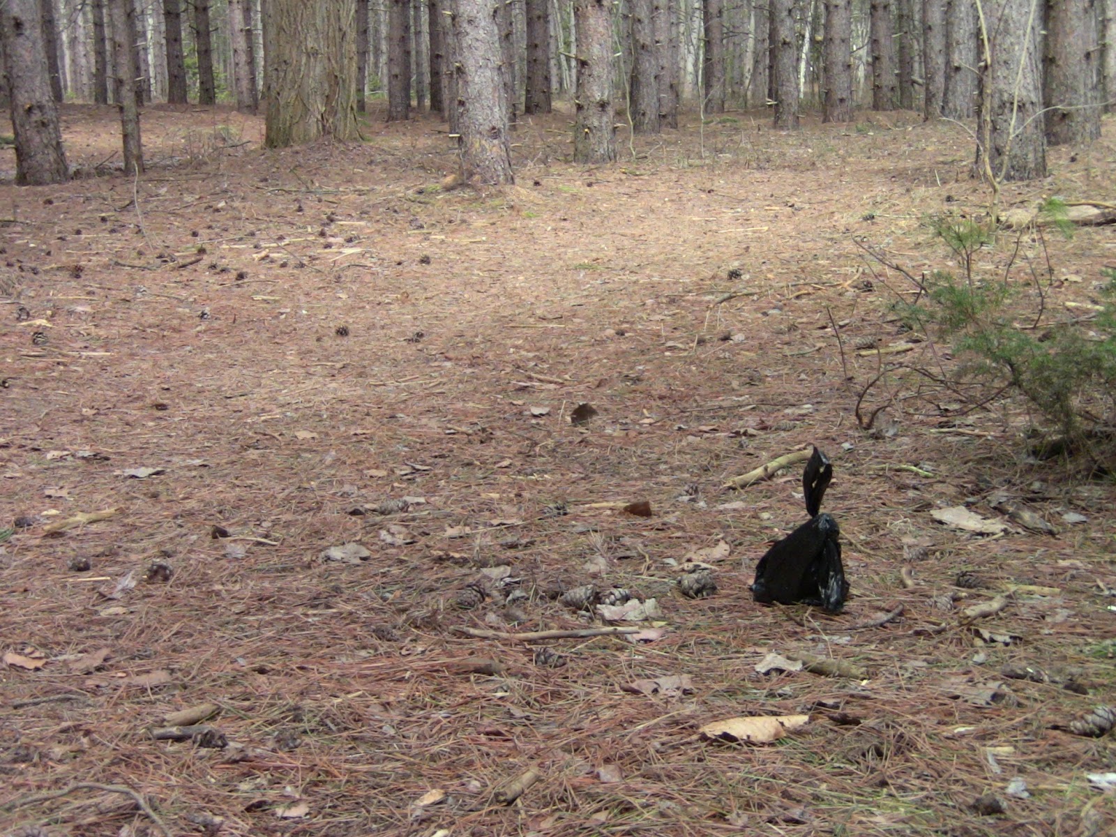 YOURk News and Events York Region Forests Map Developed Trails