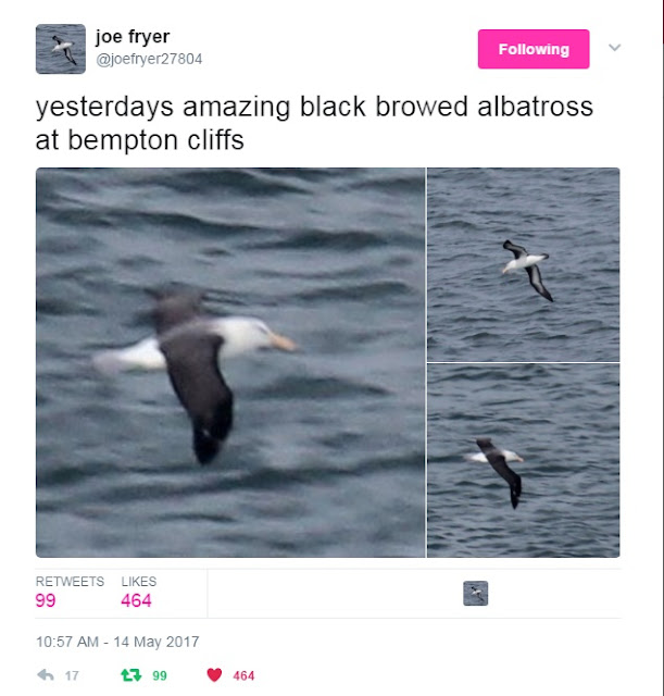Black-browed Albatross at Bempton - Joe Fryer Black-browed Albatross at Bempton - Joe Fryer