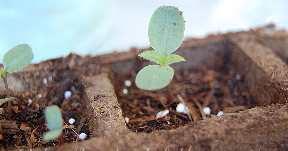 Home Decor Daily My Mexican Sunflower Seeds Are Sprouting