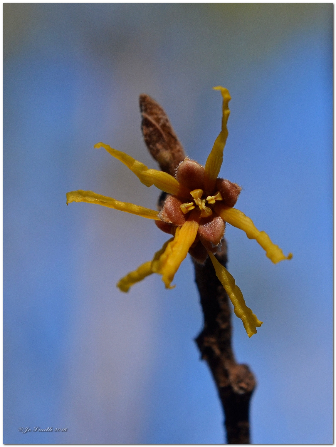 Nature in the Ozarks Ozark Witch Hazel (Hamamelis vernalis)