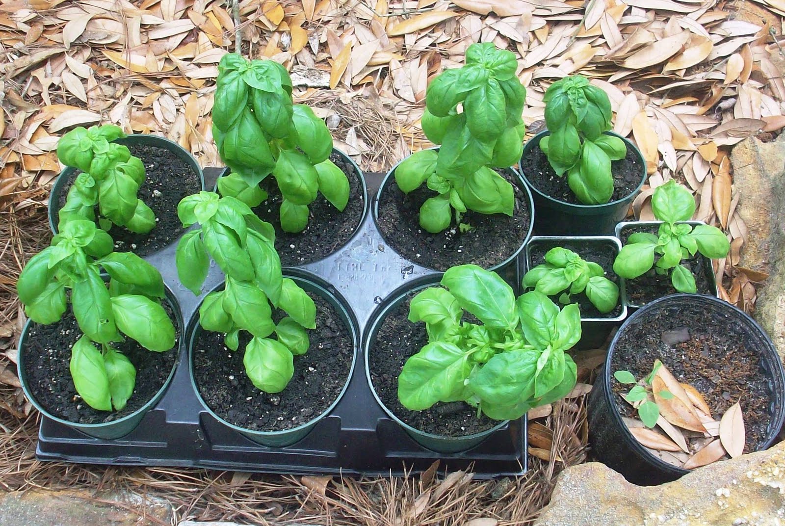 Dawn's Garden Basil drying the easy way
