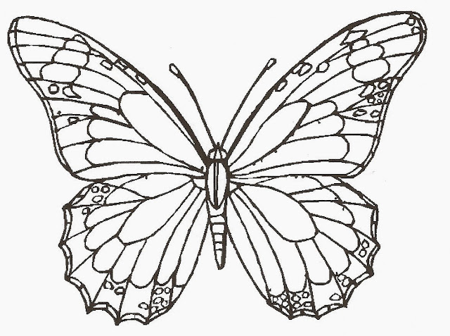 Butterfly Coloring Drawing Free wallpaper