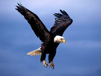 Una dieta especial, la dieta del águila Una dieta especial, águila volando