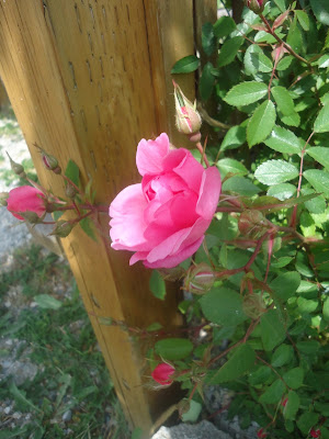 May in the Ladner Community Garden