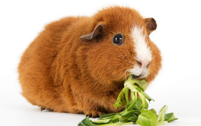 guinea pig health