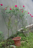 cây hoa hồng nhung