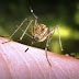 Τα κουνούπια σαρώνουν την Ελλάδα – Όσα πρέπει να γνωρίζετε