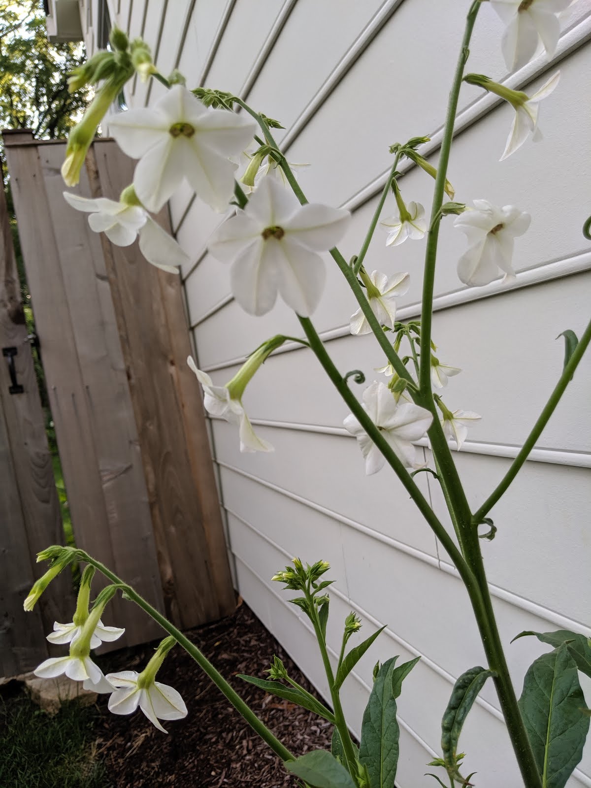 Our Flowering Tobacco 'Jasmine' (Nicotiana alata) 2019