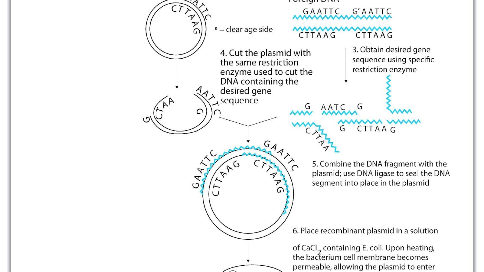 modified bacteria Insulin Insulin Choices