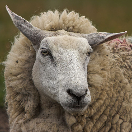 Funny sheep face |Funny Animal