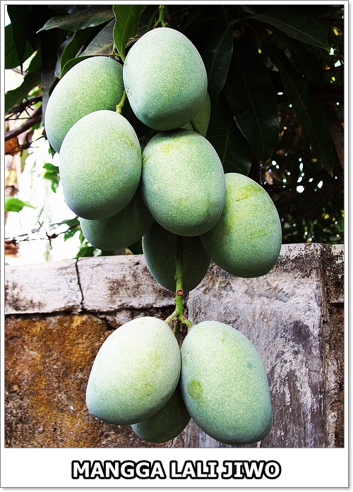 Halaman Pohon Buah 20 Aneka Jenis Mangga Di Dunia Halaman Pohon Buah 20 Aneka Jenis Mangga Di Dunia