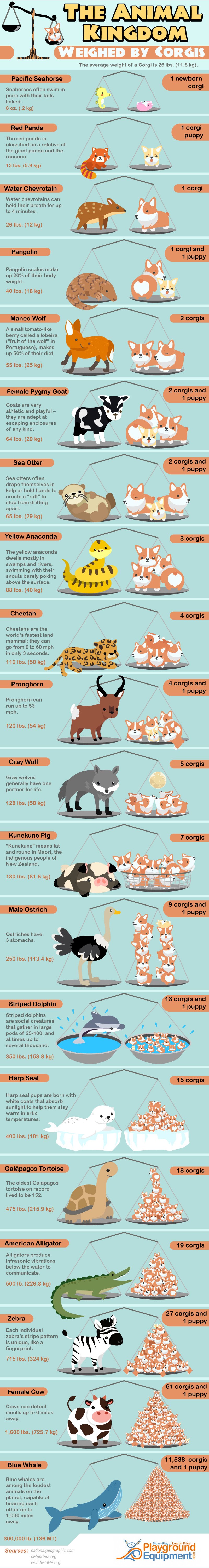 The Animal Kingdom Weighed by Corgis #infographic #Animal The Animal Kingdom Weighed by Corgis