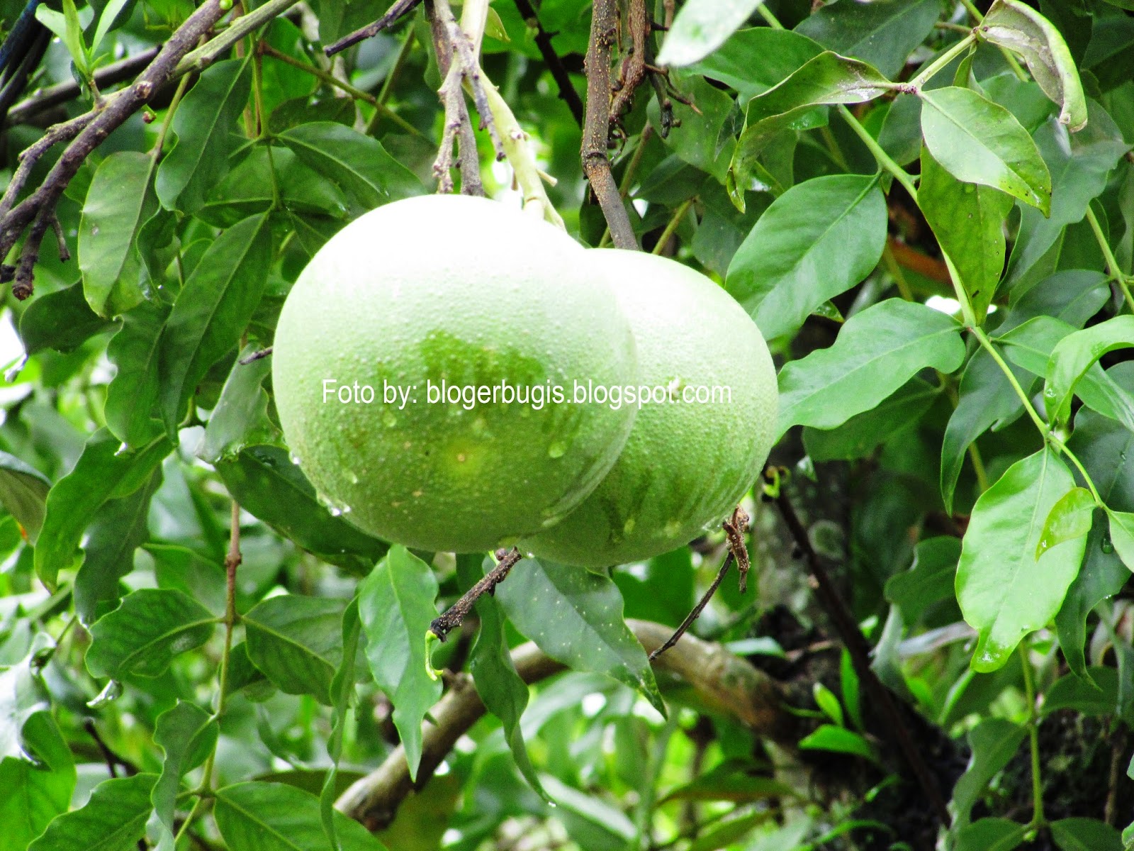 Buah Jeruk Jenis jenis jeruk dan Manfaat Jeruk