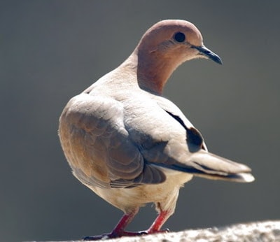 صور يمام