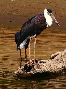 Bangau Hitam Bangau Tongtong Atau Sendang Lawe Burung Hias