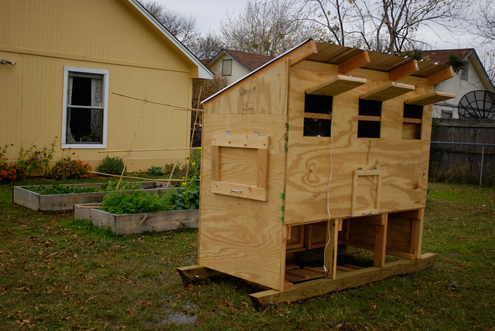 tend raising broilers