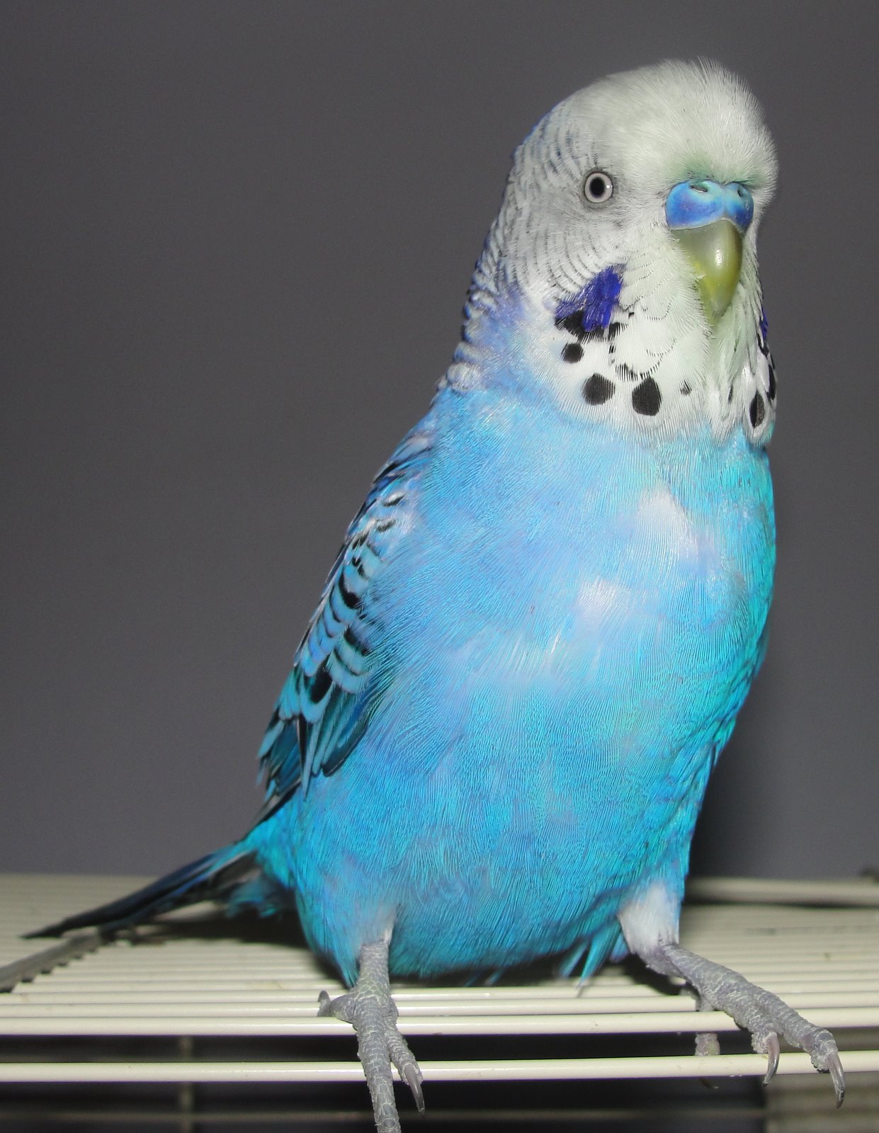 Budgie Male Or Female 46