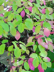 Cornus alternifolia Pagoda dogwood fall foliage by garden muses-a Toronto gardening blog