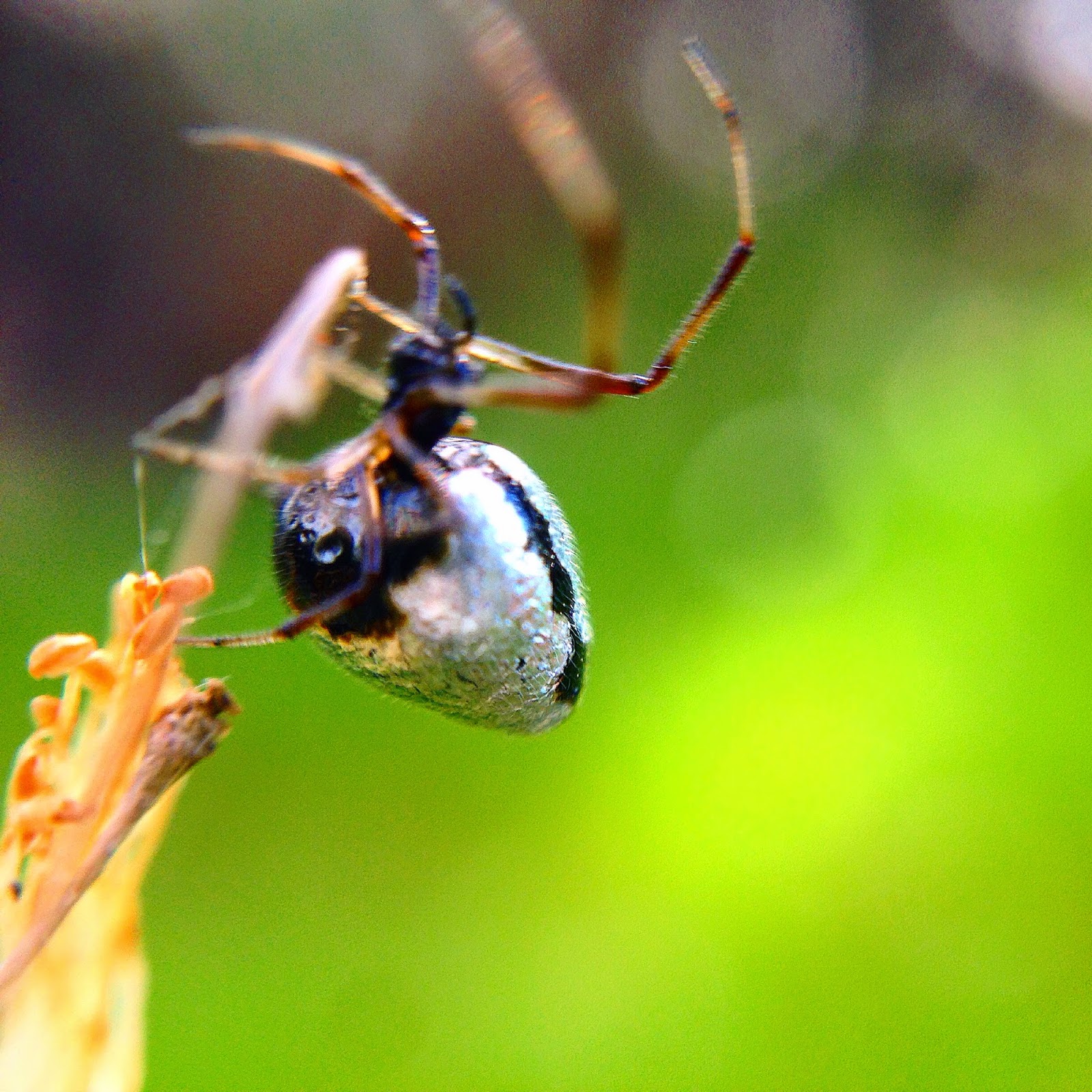 The Insect Diary Dew Drop Spider Argyrodes antipodianus
