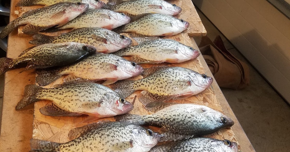 2019 Maumee River Walleye Run Fishing Report: Crappie up ...