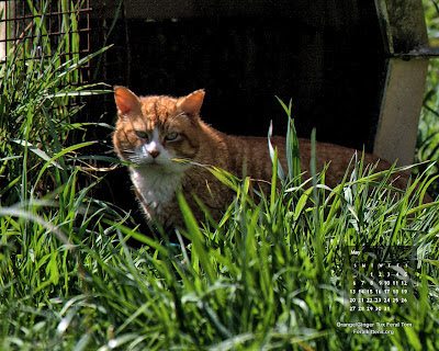 May 2012 free desktop wallpaper pets, Orange Tux Tom. Click for full size, right-click and select save as desktop background